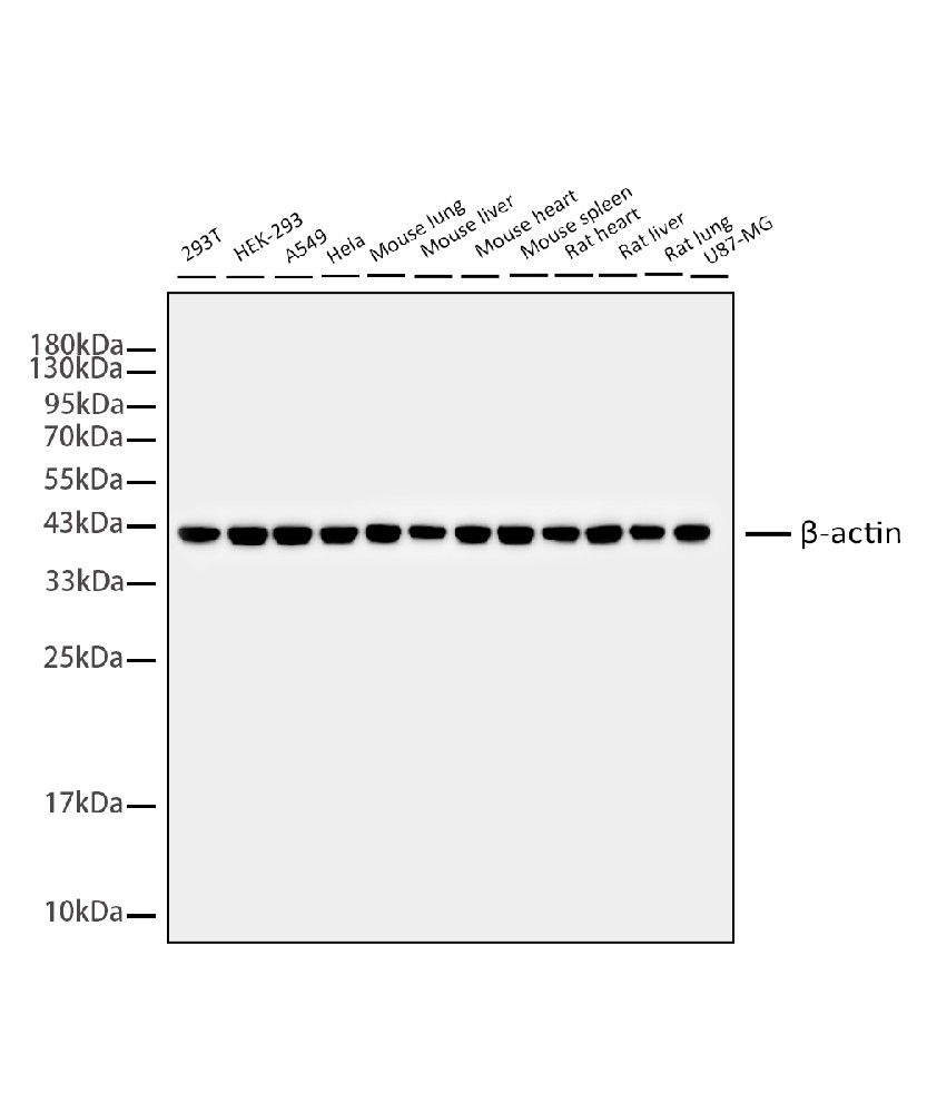 Internal Reference Antibody