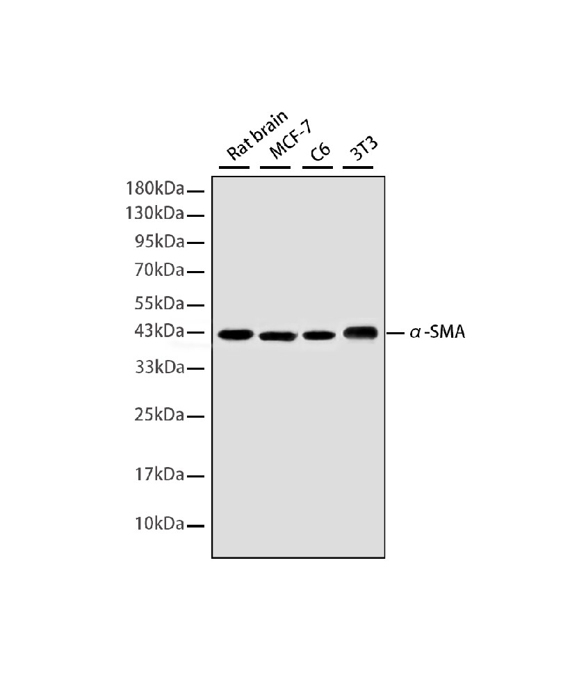 Mouse monoclonal antibody