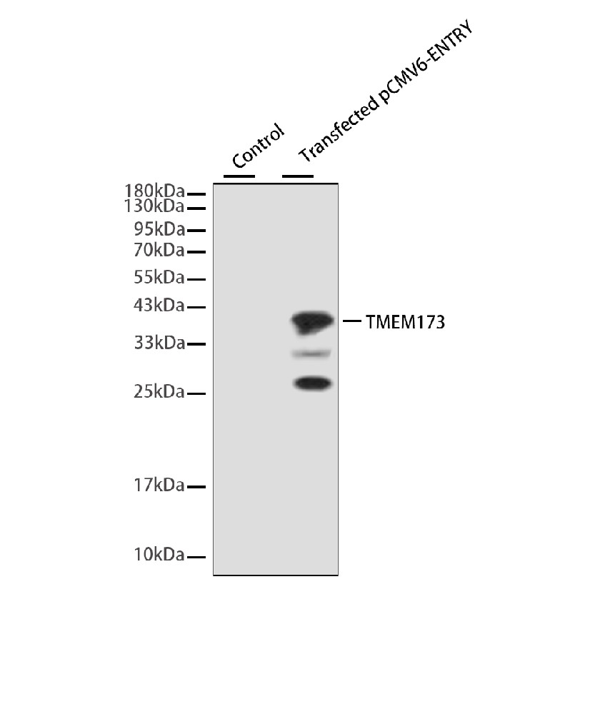 Mouse monoclonal antibody