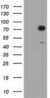 Mouse monoclonal antibody
