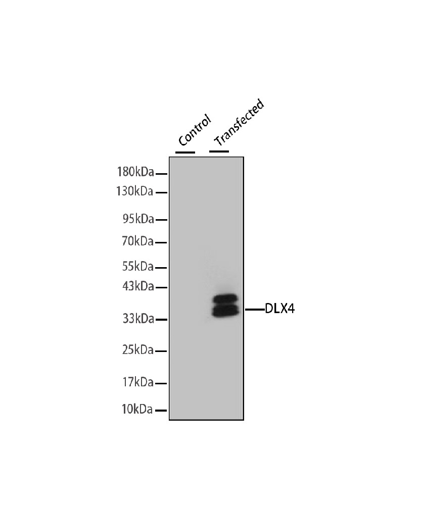 Mouse monoclonal antibody