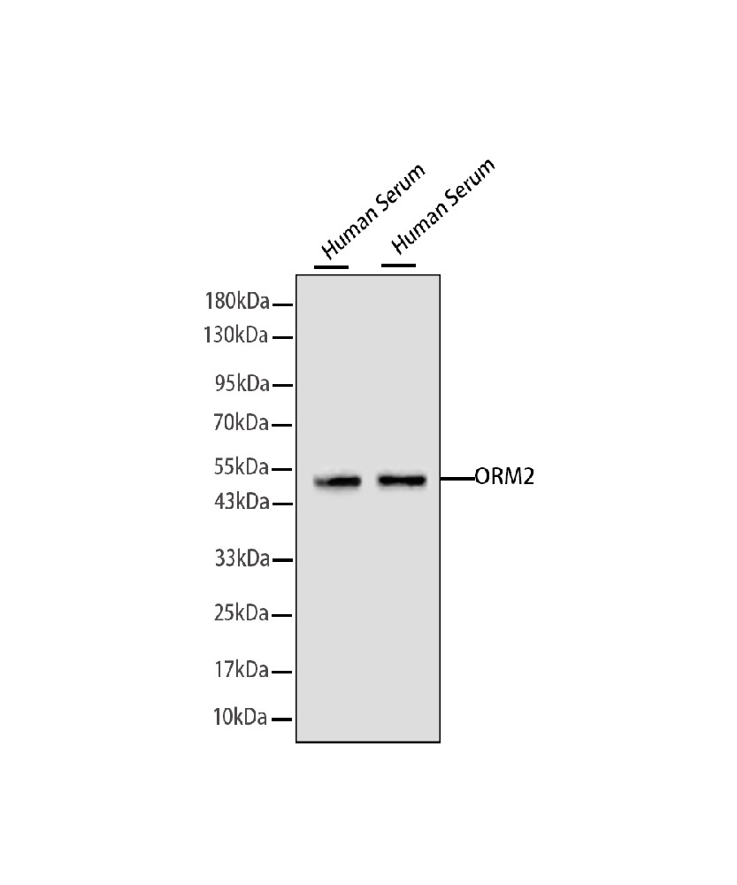 Mouse monoclonal antibody