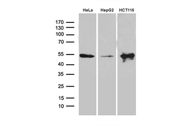ZNF2 Mouse mAb