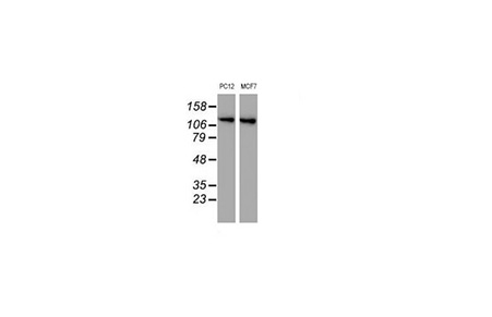 ENPEP Mouse mAb