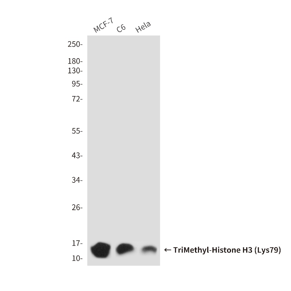Mouse monoclonal antibody