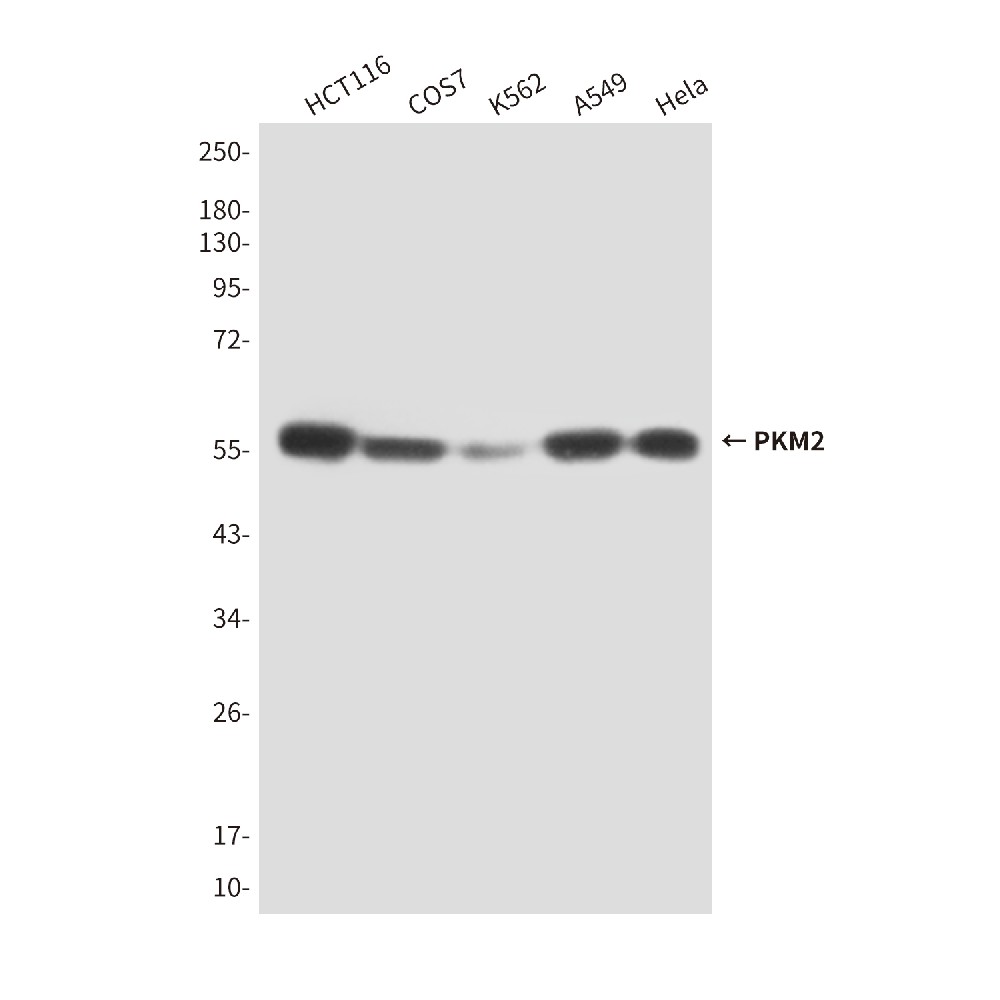 Mouse monoclonal antibody