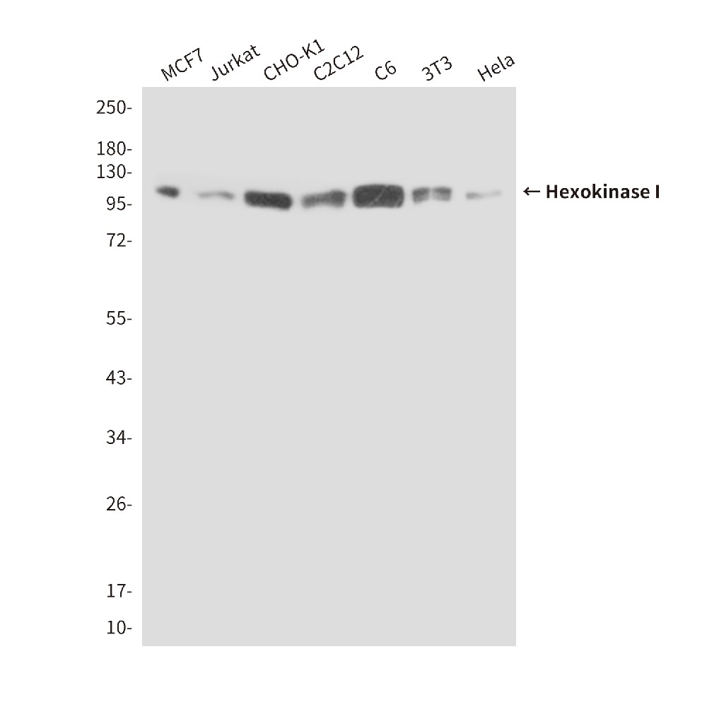 Mouse monoclonal antibody