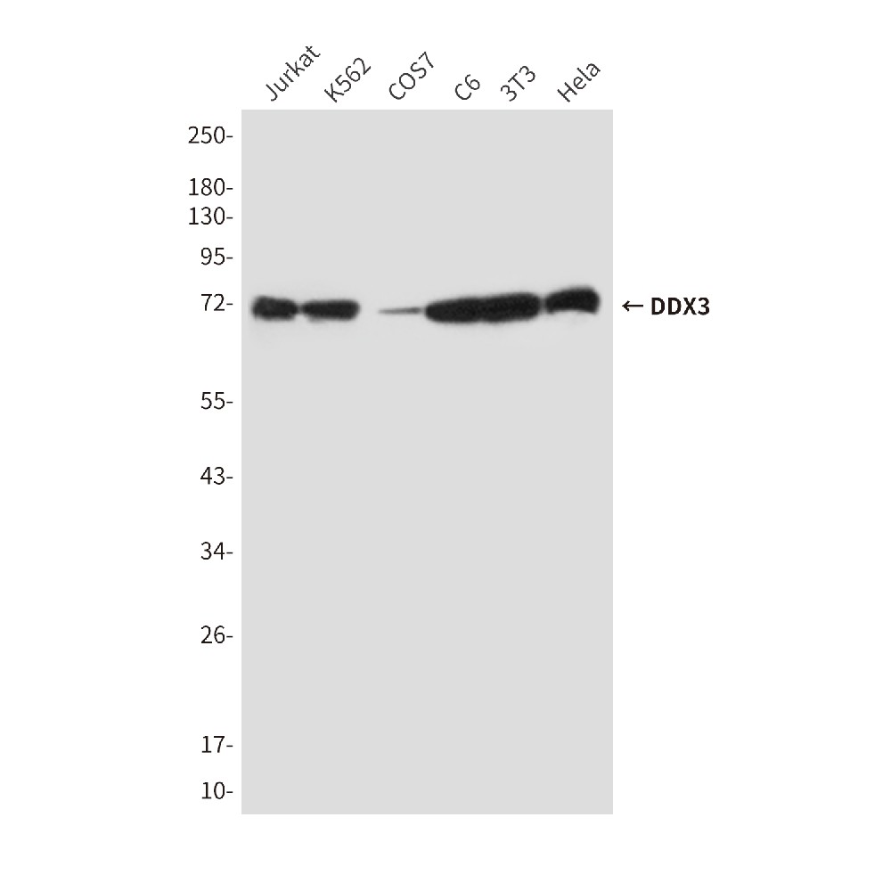Mouse monoclonal antibody