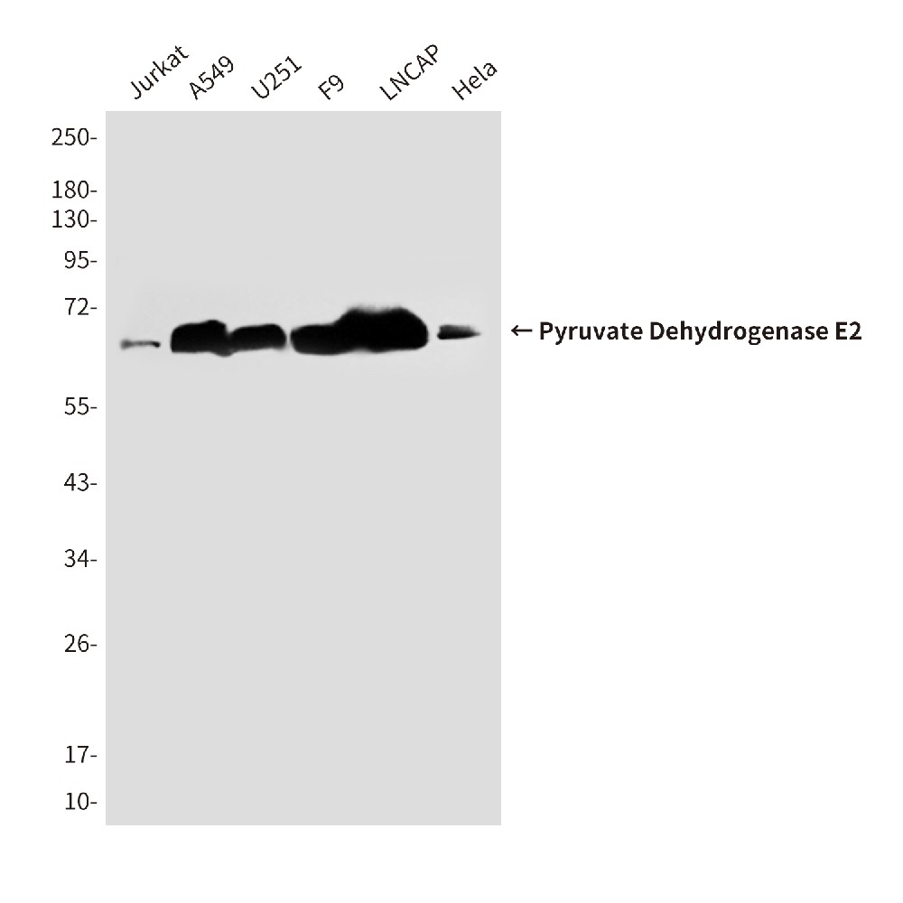 Mouse monoclonal antibody