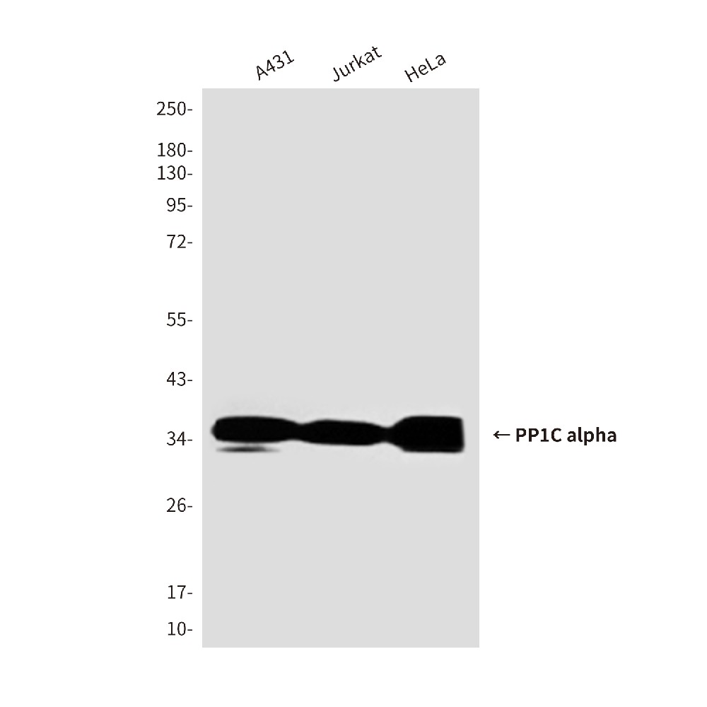 Mouse monoclonal antibody