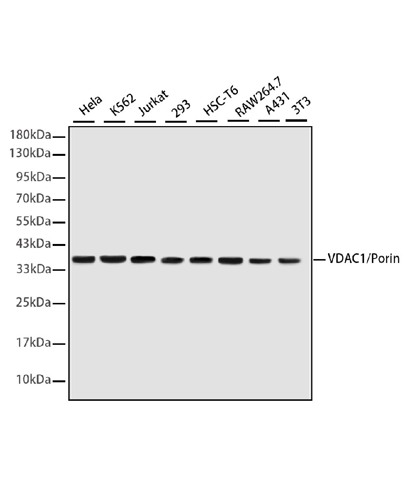Mouse monoclonal antibody