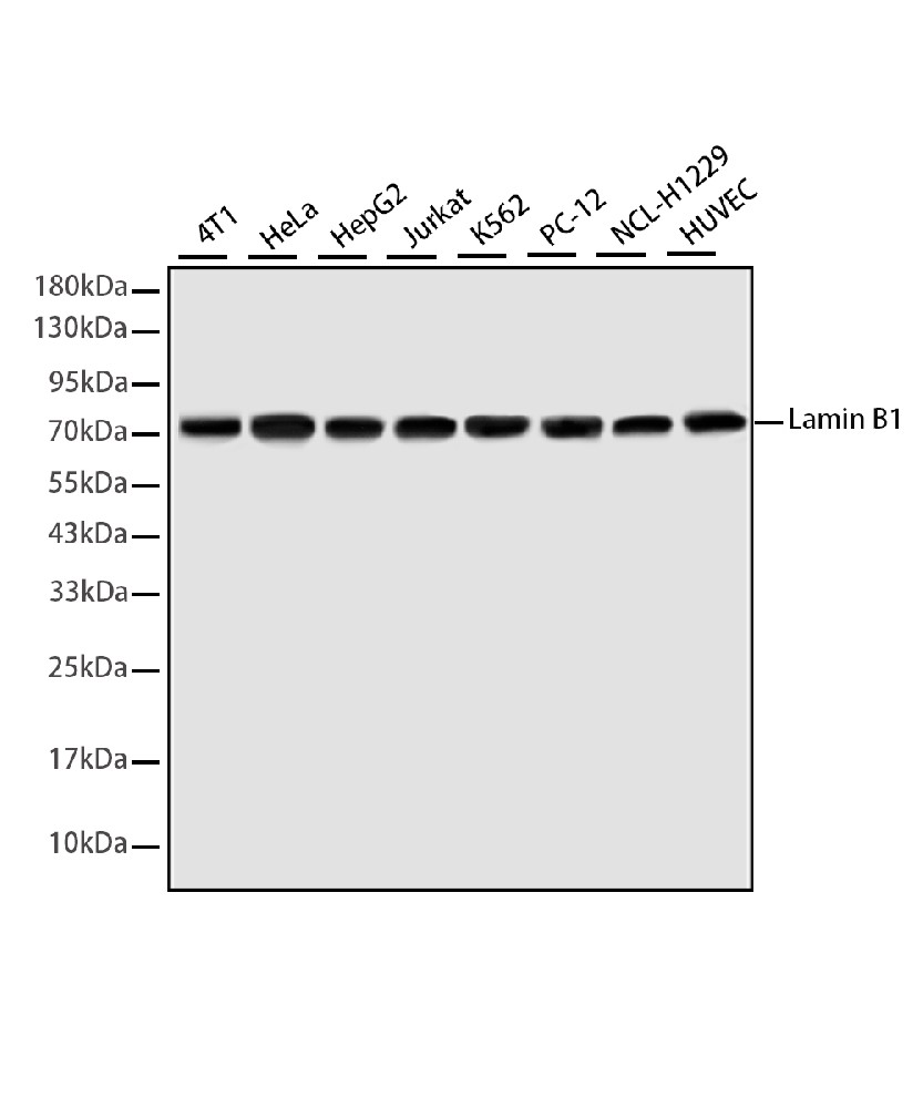 Mouse monoclonal antibody