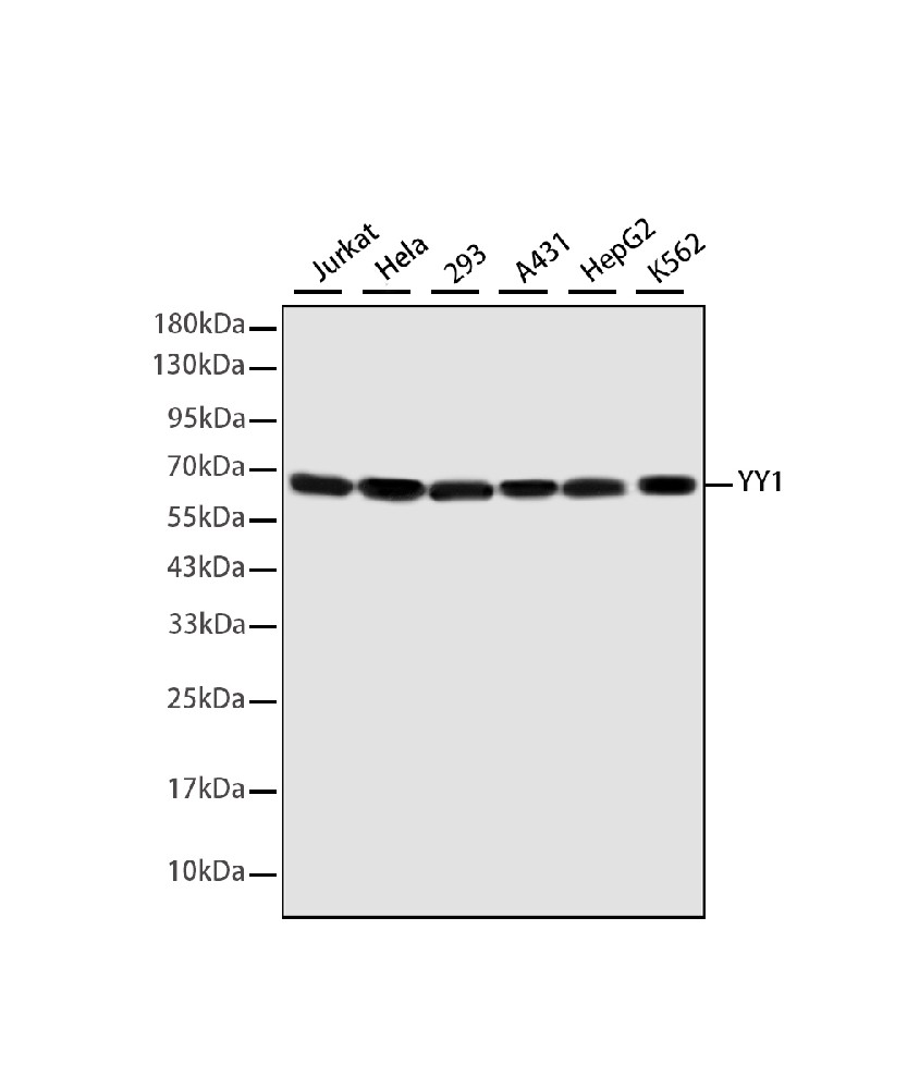 Mouse monoclonal antibody