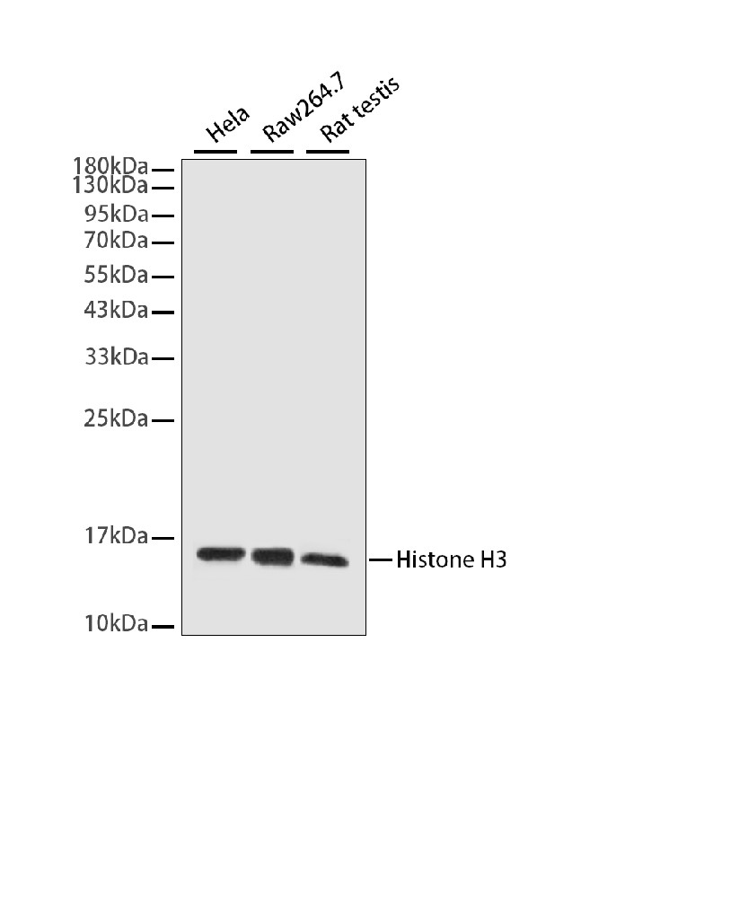 Mouse monoclonal antibody