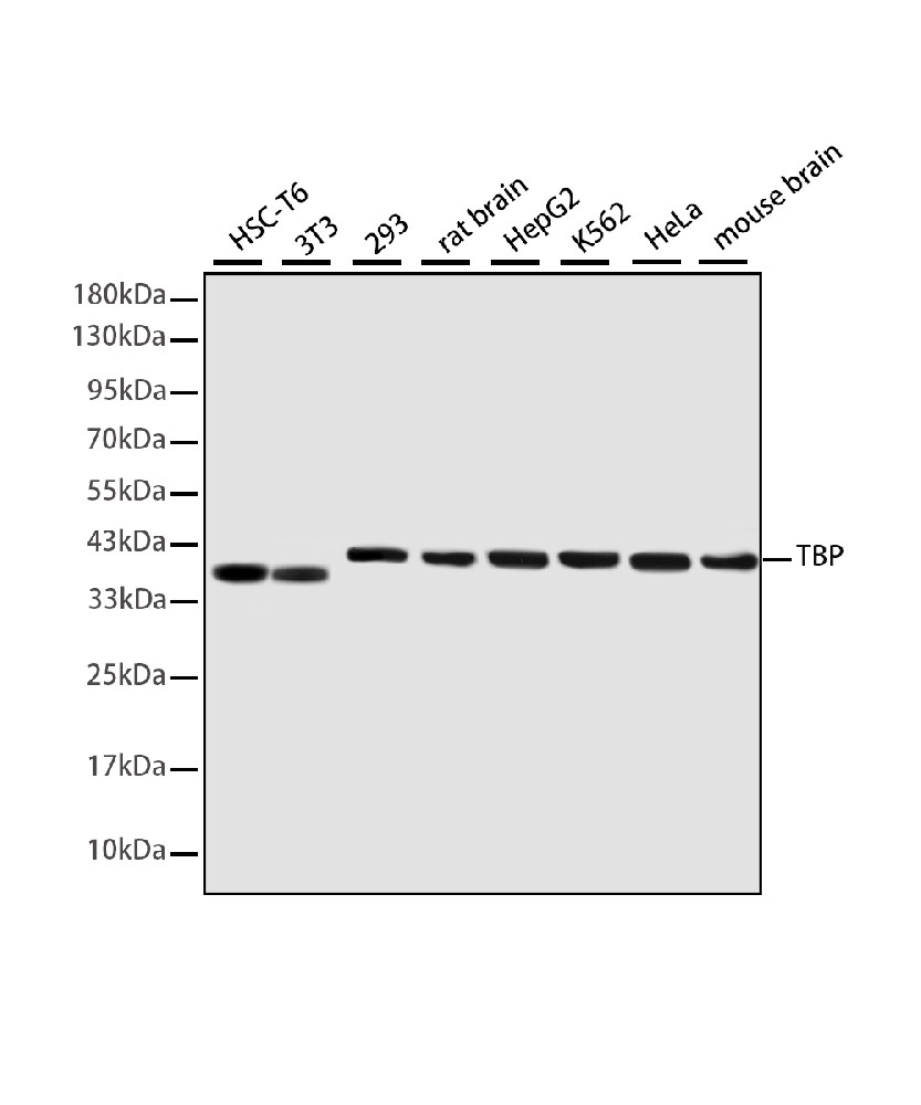 Mouse monoclonal antibody