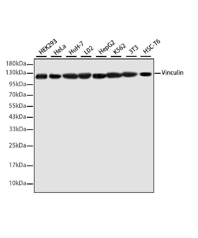 Mouse monoclonal antibody