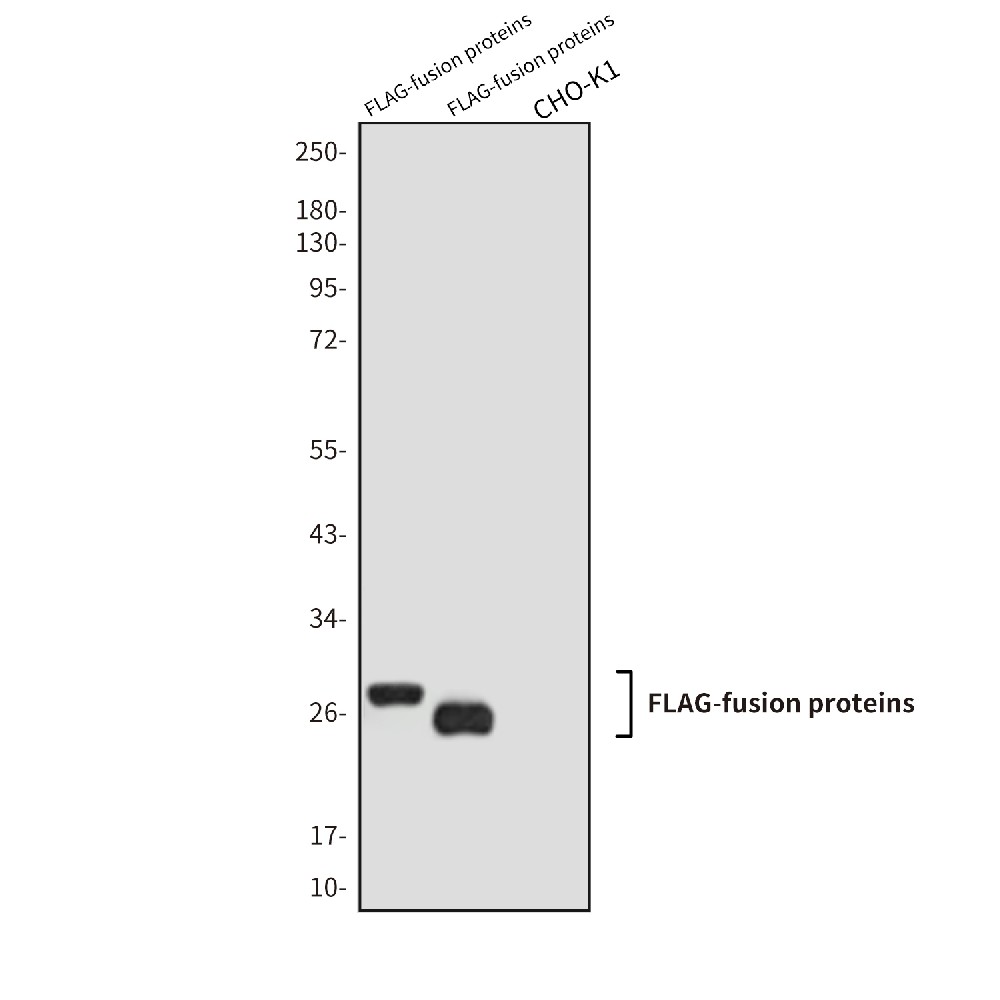 Label Antibody