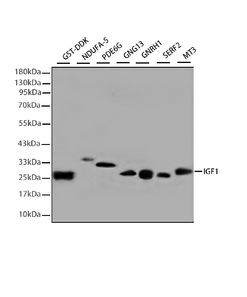 Label Antibody