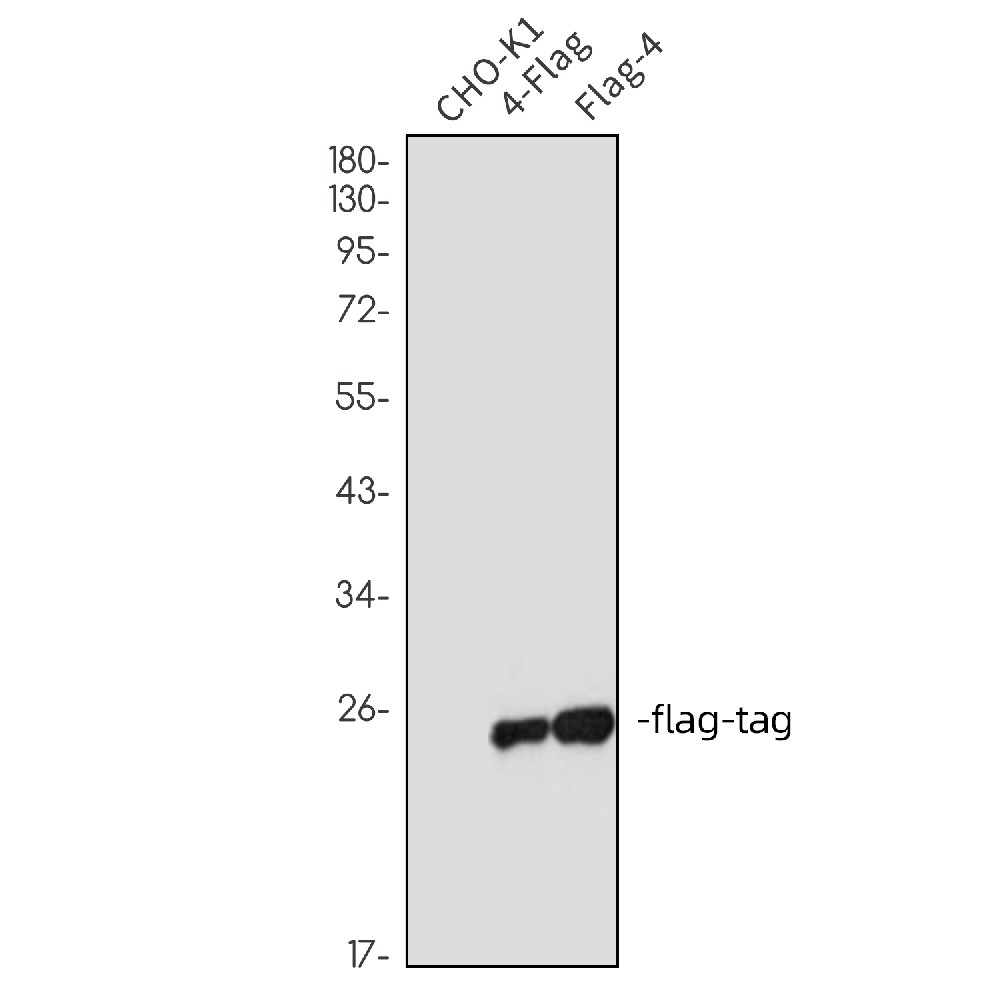 Label Antibody