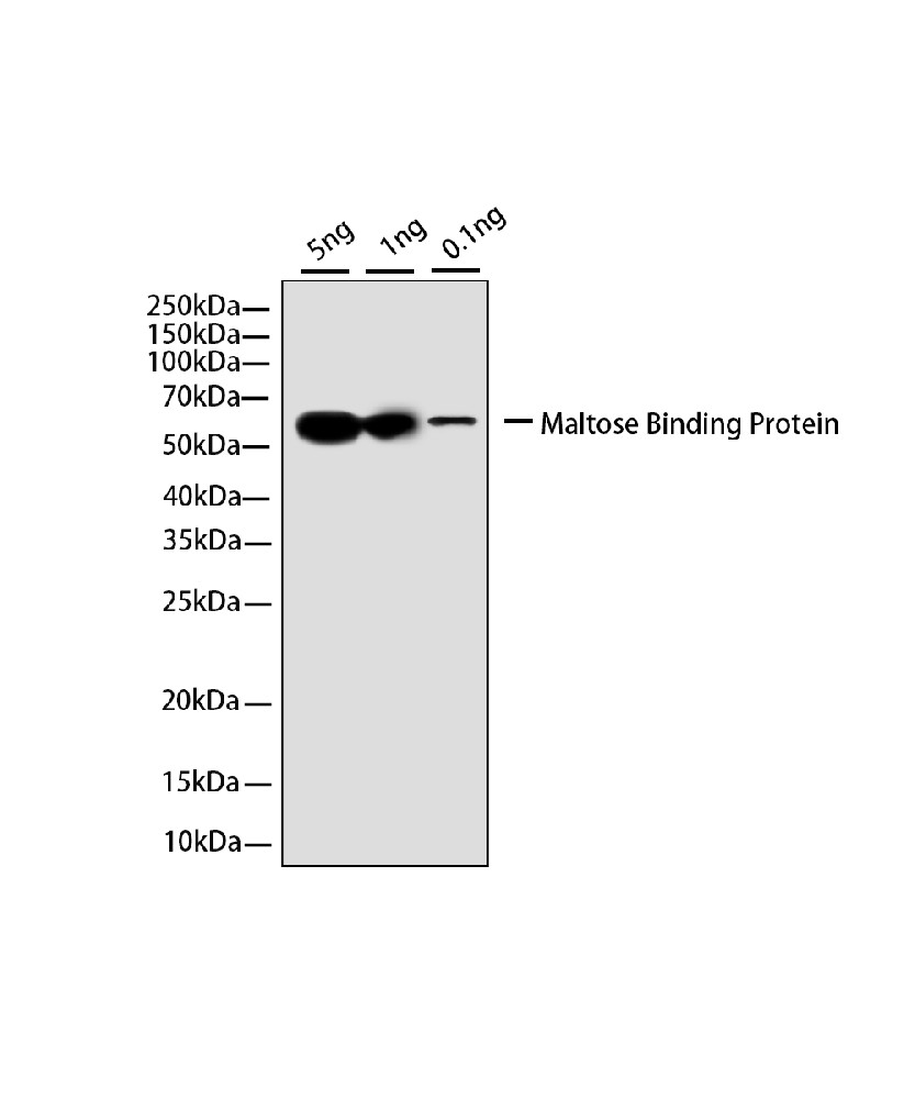 Label Antibody