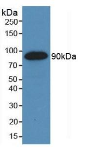 Mouse monoclonal antibody