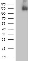 Mouse monoclonal antibody