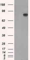 Mouse monoclonal antibody