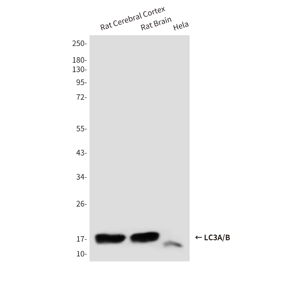 Mouse monoclonal antibody