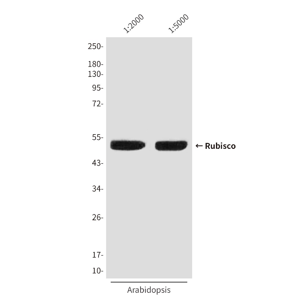 Mouse monoclonal antibody