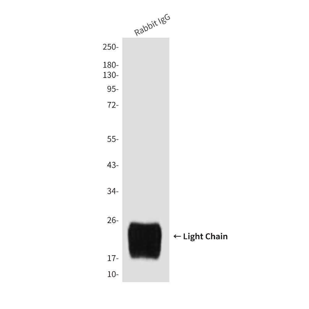 Mouse monoclonal antibody