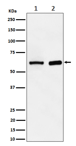 Rabbit monoclonal antibody