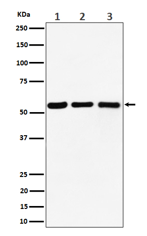 Rabbit monoclonal antibody