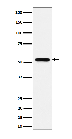 Rabbit monoclonal antibody