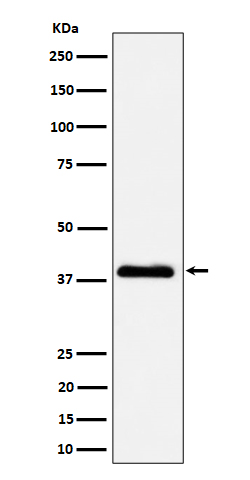 Rabbit monoclonal antibody