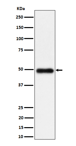 Rabbit monoclonal antibody