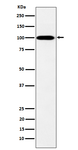 Rabbit monoclonal antibody