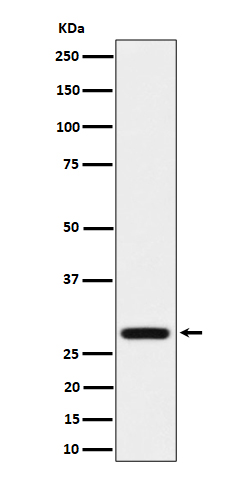 Rabbit monoclonal antibody