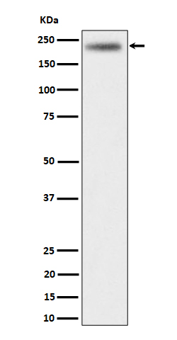 Rabbit monoclonal antibody