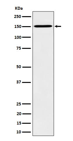 Rabbit monoclonal antibody