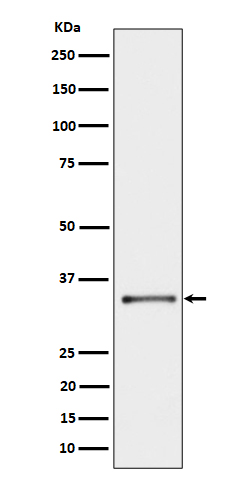 Rabbit monoclonal antibody