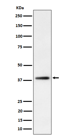 Rabbit monoclonal antibody