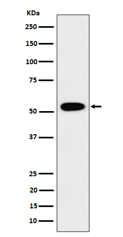 Rabbit monoclonal antibody