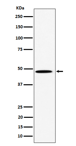 Rabbit monoclonal antibody