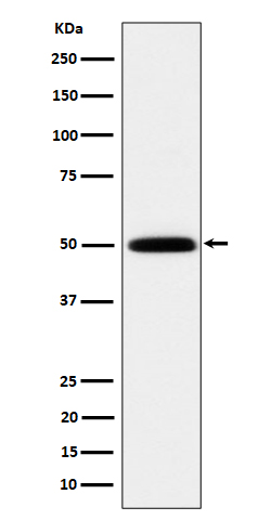 Rabbit monoclonal antibody