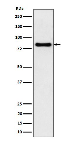 Rabbit monoclonal antibody
