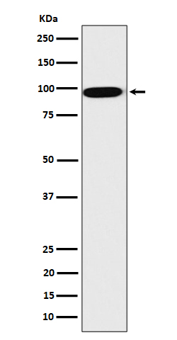 Rabbit monoclonal antibody