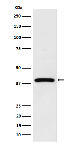 Rabbit monoclonal antibody