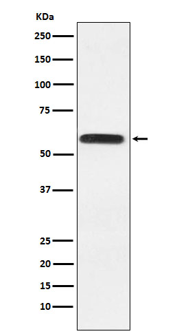 Rabbit monoclonal antibody