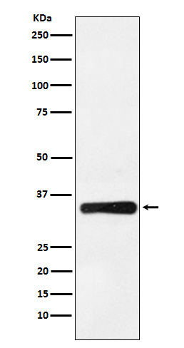Rabbit monoclonal antibody