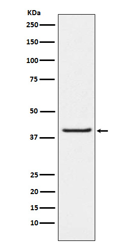 Rabbit monoclonal antibody